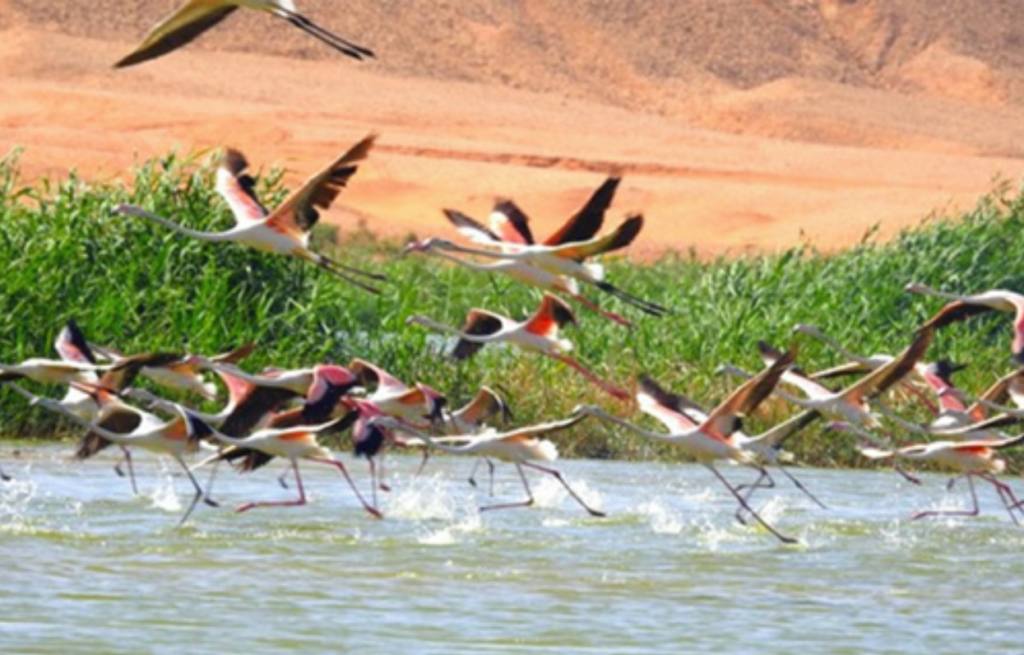 Batna : retour en force des oiseaux migrateurs dans les zones humides