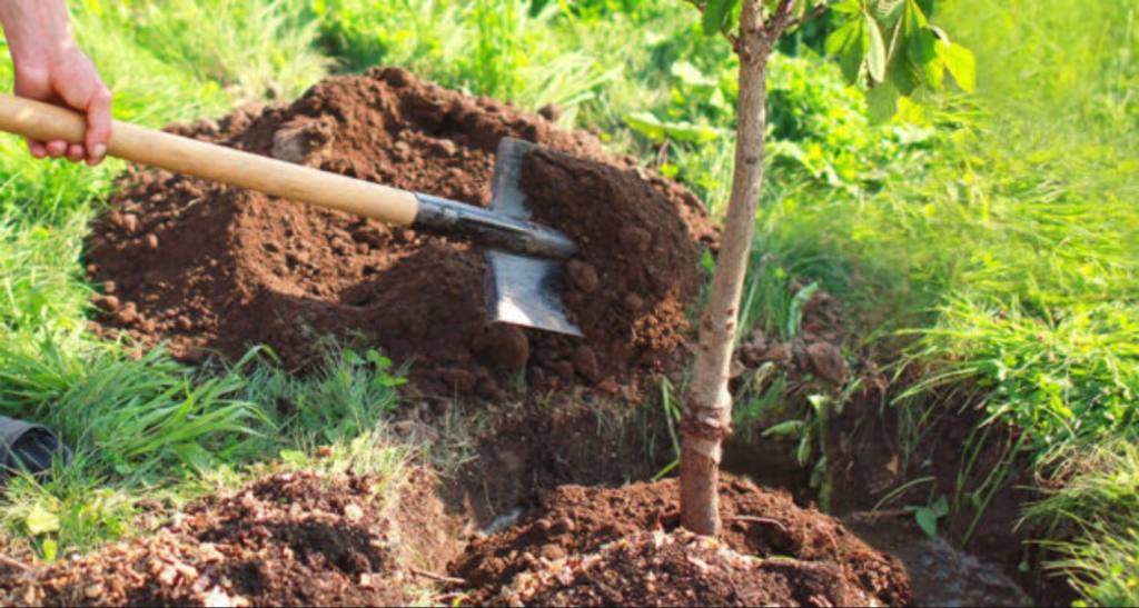 Près de 20 000 arbustes seront plantés par la Direction des forêts (DGF)