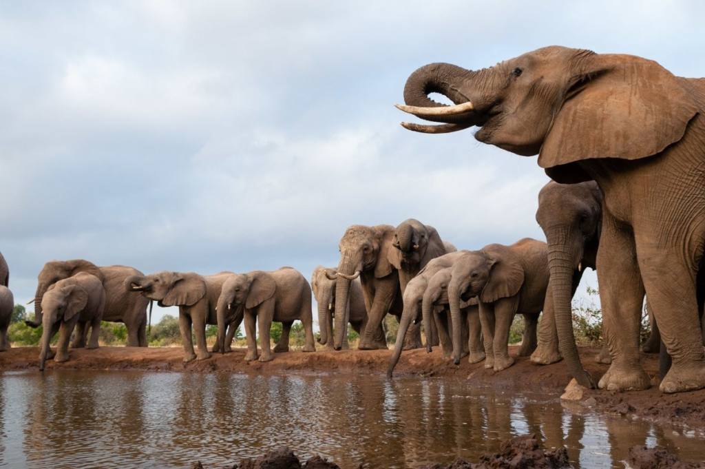 Le président du Botswana menace l'Allemagne de lui envoyer 20 000 éléphants