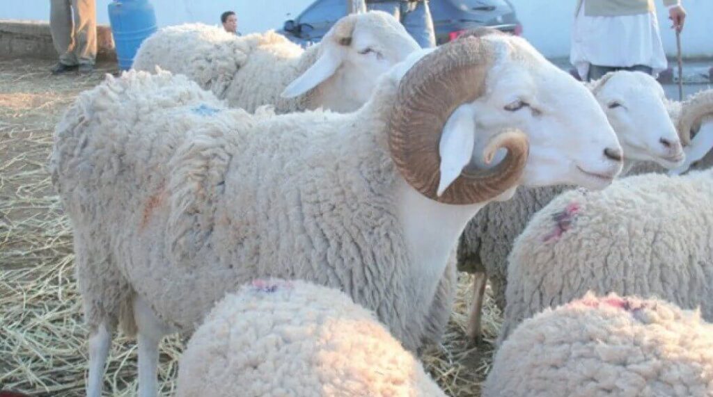 Alviar : vente des moutons de l’Aïd El Adha dans la wilaya d’Alger