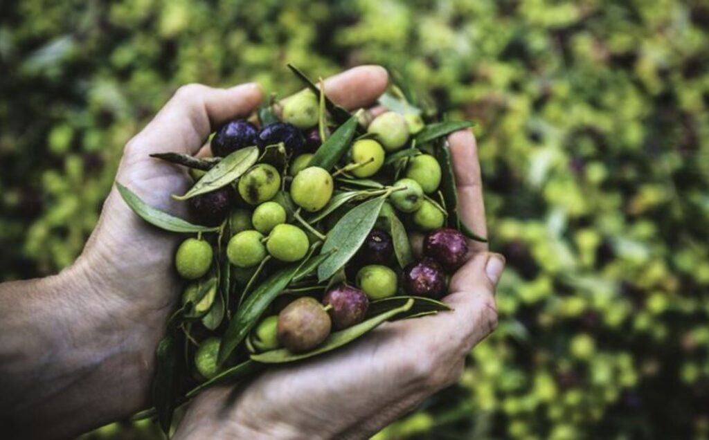 Changement climatique : le secteur de l’huile d’olive en quête de solutions